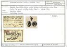 Karteikarte zum Holotyp von Quinqueloculina nobilis Karrer, 1868